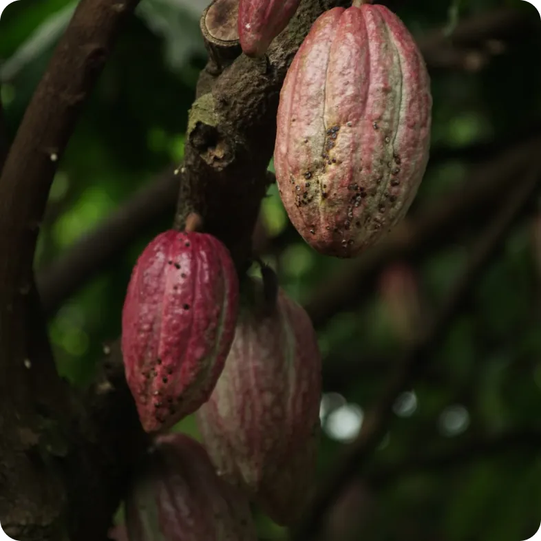 1. Plantation & post harvest